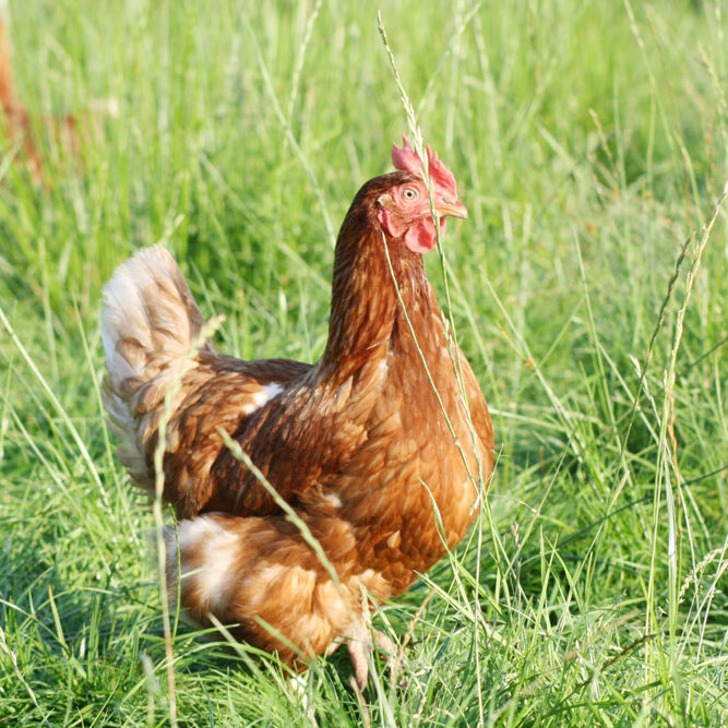 Auricher Eier Freilandhaltung