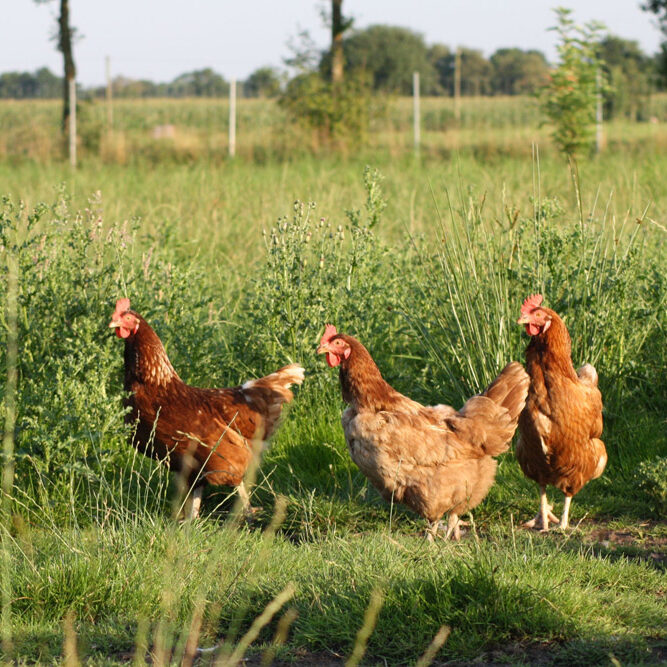Auricher Eier Freilandhaltung