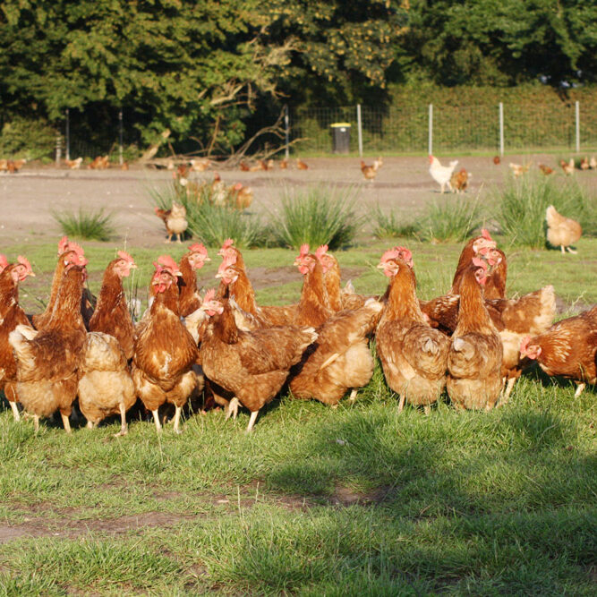 Auricher Eier Freilandhaltung